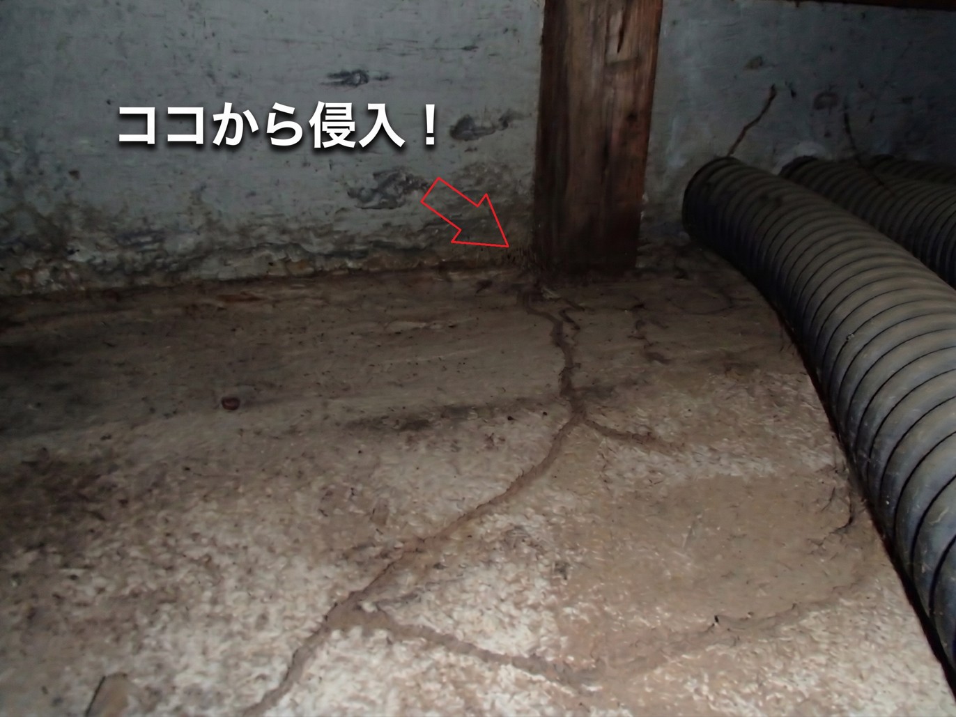 シロアリ駆除後に再発するのはなぜ？原因と防止策を徹底解説