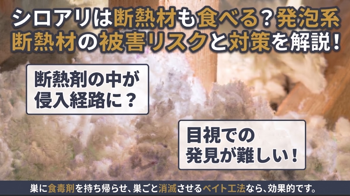シロアリは断熱材も食べる？発泡系断熱材の被害リスクと対策を解説！