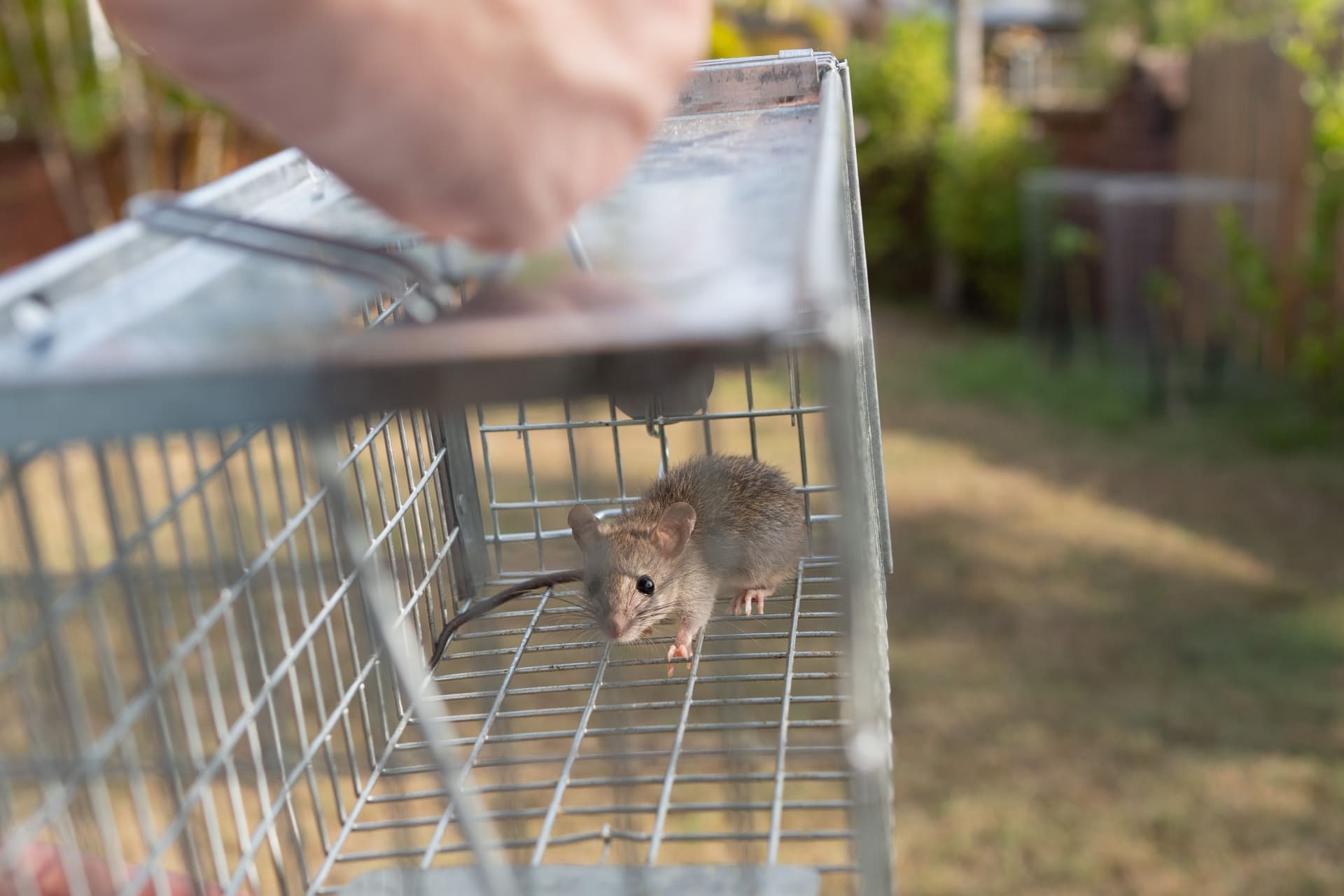ねずみ駆除の保証はどう比較する？確認すべきポイントと管理期間の重要性について解説！